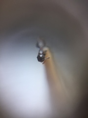 Crematogaster rothneyi
