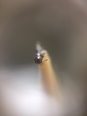 Crematogaster rothneyi
