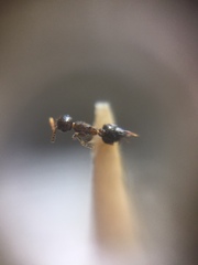 Crematogaster rothneyi