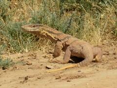 Varanus griseus caspius