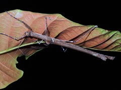 Sosibia