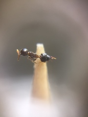 Crematogaster rothneyi