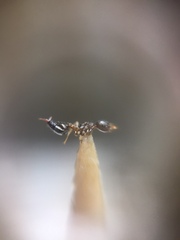 Crematogaster rothneyi