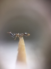Crematogaster rothneyi
