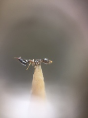 Crematogaster rothneyi