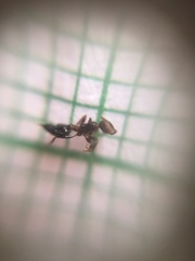 Crematogaster rothneyi