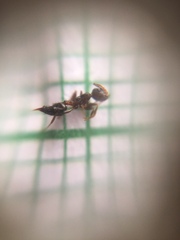 Crematogaster rothneyi