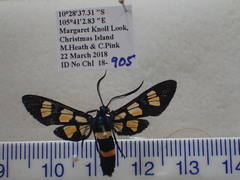 Euchromia horsfieldi