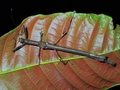 Sosibia