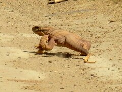 Varanus griseus caspius