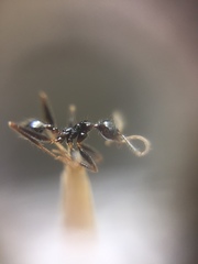 Pheidole latinoda