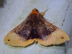 Buzara saikehi