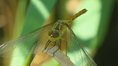 Sympetrum meridionale