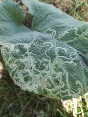 Phytomyza lappae