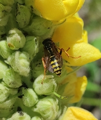 Polistes dominula