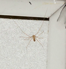 Pholcus phalangioides