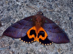 Eudocima srivijayana