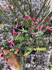 Epacris reclinata