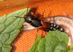 Platydracus stercorarius