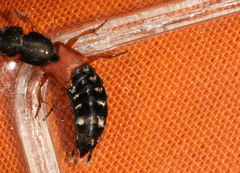 Platydracus stercorarius