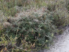 Banksia pteridifolia