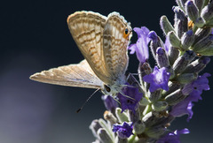 Lampides boeticus