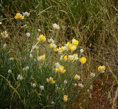Echinospartum ibericum