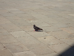 Columba livia domestica