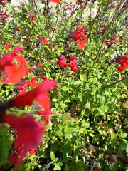 Salvia greggii