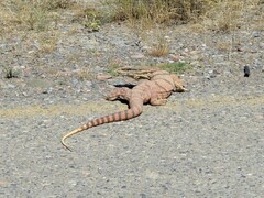 Varanus griseus caspius