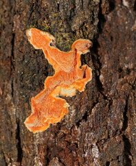 Gloeoporellus merulinus