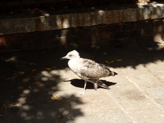 Larus michahellis