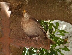 Turdus merula