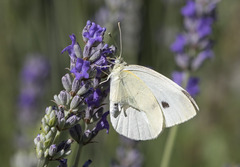 Pieris rapae