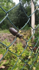 Lucanus cervus cervus