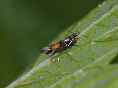 Cosmopterix zieglerella