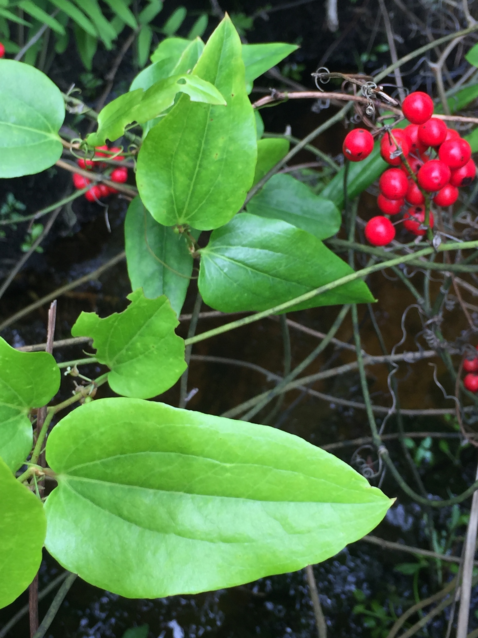 Smilax walteri
