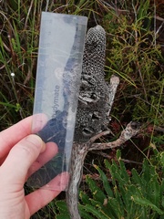 Banksia attenuata