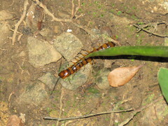 Scolopendra alternans