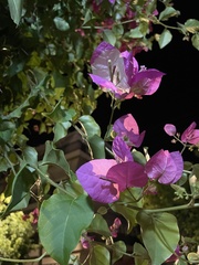 Bougainvillea