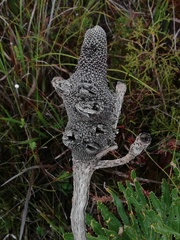 Banksia attenuata