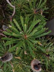 Banksia attenuata