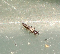 Echinothrips americanus