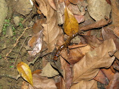 Scolopendra alternans