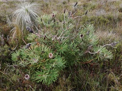 Banksia attenuata
