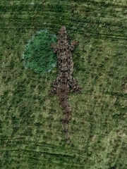 Hemidactylus craspedotus