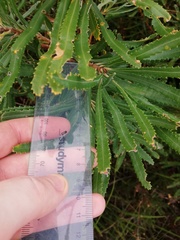 Banksia attenuata