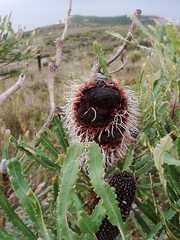 Banksia attenuata
