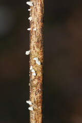 Panellus minimus