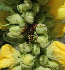 Polistes dominula